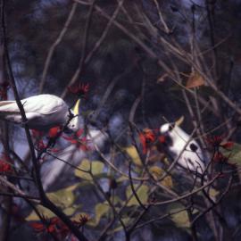 White cockatoos on tree - closeup