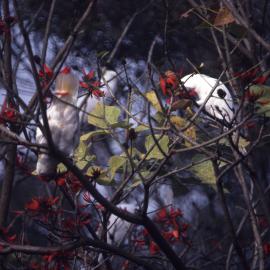 White cockatoos on tree - closeup