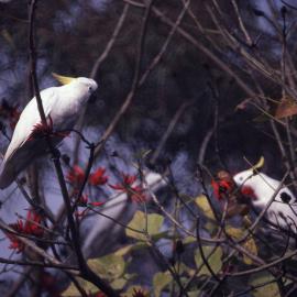 White cockatoos on tree - closeup