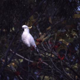 White cockatoo on tree - closeup