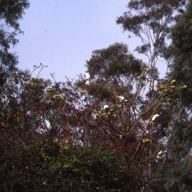 White cockatoos on tree