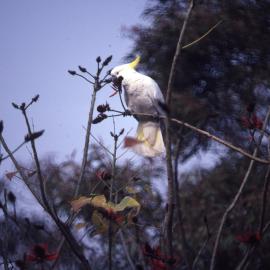 White cockatoo on tree - closeup