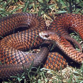 Copperhead snake