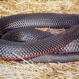 Red Bellied Black snake