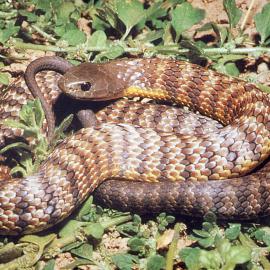 Tiger snake