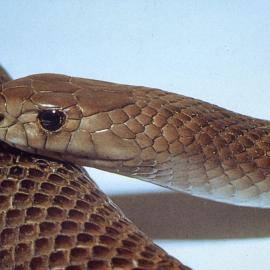 Brown snake