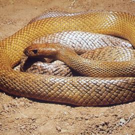 Inland Taipan