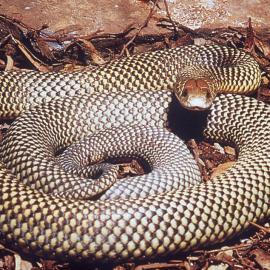 King Brown snake