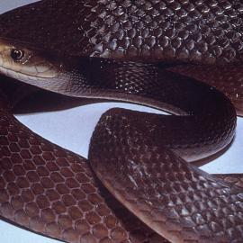 Taipan