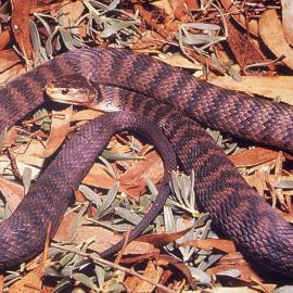 Clarence River snake