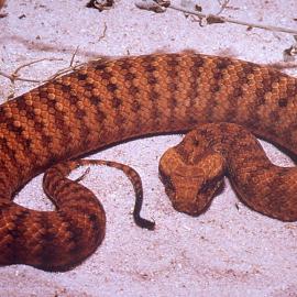 Death Adder