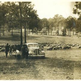 Car, people and sheep at unidentified location, c. 1930s-1940s