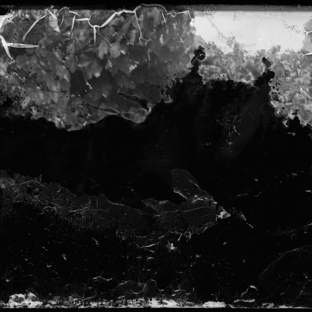 Garden scene with grape vines (Damaged glass negative) c1910s