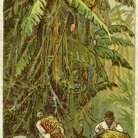 British Empire Series, No. 12. Cutting bananas in Jamaica.