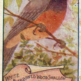 Australian Birds, No. 100. White Eyebrowed Wood Swallow.