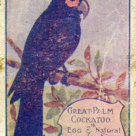 Australian Birds, No. 66. Great Palm Cockatoo.