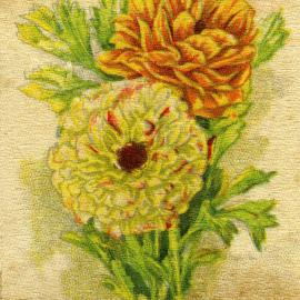 Ranunculus.