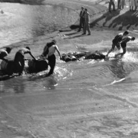 P3005-14 - Throsby Creek Regatta, Tighes Hill, NSW, Australia - circa 1960