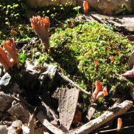 A coral fungus (probable Clavulina species)