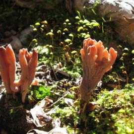 A coral fungus (probable Clavulina species)