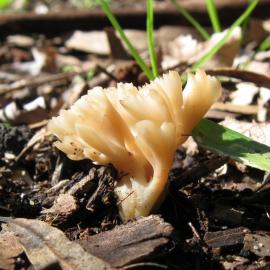 Possibly a Ramaria species