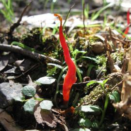 Flame Fungus (Clavaria miniata)