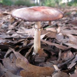 King Stropharia / Garden Giant / Wine Cap / Burgundy Mushroom (Stropharia rugosoannulata)