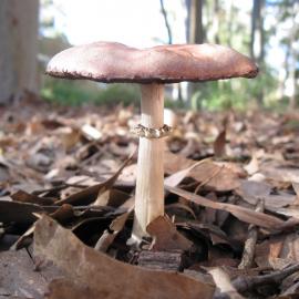 King Stropharia / Garden Giant / Wine Cap / Burgundy Mushroom (Stropharia rugosoannulata)