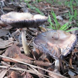 King Stropharia / Garden Giant / Wine Cap / Burgundy Mushroom (Stropharia rugosoannulata)