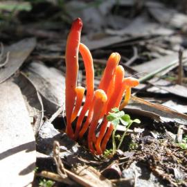 Flame Fungus (Clavaria miniata)