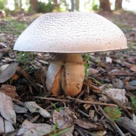 Agaricus species