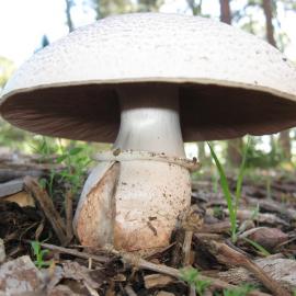 Agaricus species
