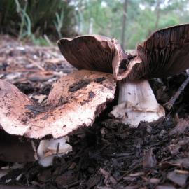 Agaricus species