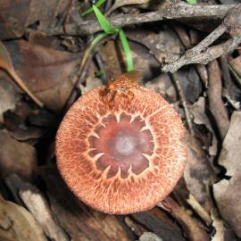 Lepiota haemorrhagica  (no common name recorded)