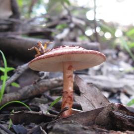 Lepiota haemorrhagica  (no common name recorded)
