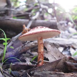 Lepiota haemorrhagica  (no common name recorded)