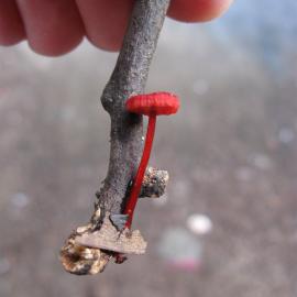 Ruby Bonnet (Mycena viscidocruenta)