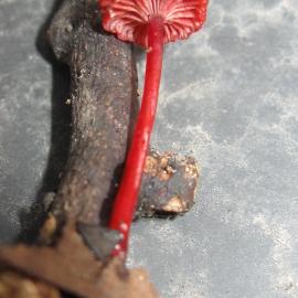 Ruby Bonnet (Mycena viscidocruenta)
