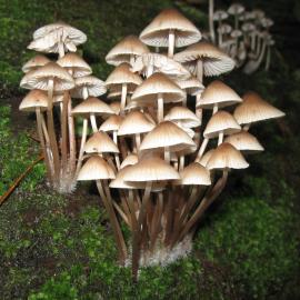 Mycena yuulongicola  (no common name recorded)