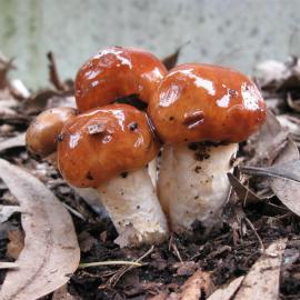 Brick Cap (Hypholoma sublateritium / H. australe)
