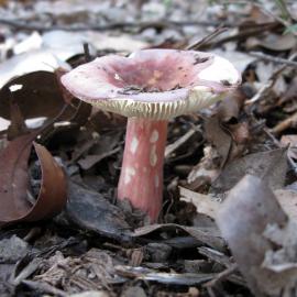 Russula lenkunya  (no common name recorded)