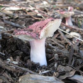 Russula lenkunya  (no common name recorded)