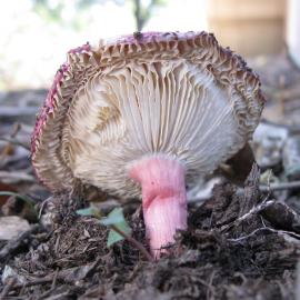 Russula lenkunya  (no common name recorded)