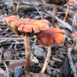 Redlead Roundhead (Leratiomyces ceres)