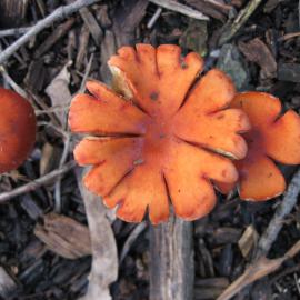 Redlead Roundhead (Leratiomyces ceres)