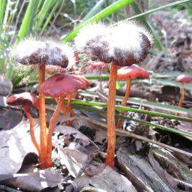 Redlead Roundhead (Leratiomyces ceres)
