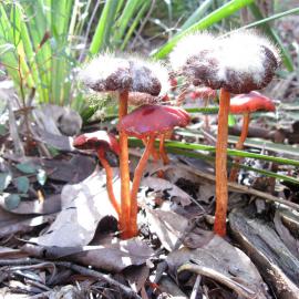 Redlead Roundhead (Leratiomyces ceres)