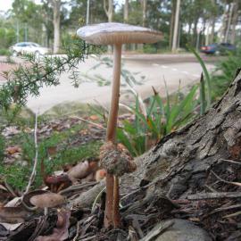 Rooting Shank (Xerula radicata)
