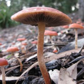 Redlead Roundhead (Leratiomyces ceres)