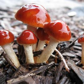 Redlead Roundhead (Leratiomyces ceres)